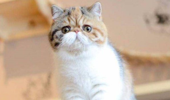 把猫咪和熊孩子关一个屋,推门一看心都软化了 把猫咪和熊孩子关一个屋,推门一看心都软化了
