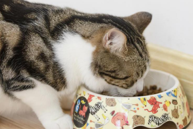 两个月小猫一天吃多少猫粮 两个月小猫一天吃多少猫粮