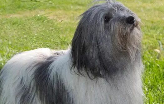 波兰低地牧羊犬怎么养 要注意它的活动量 波兰低地牧羊犬怎么养 要注意它的活动量