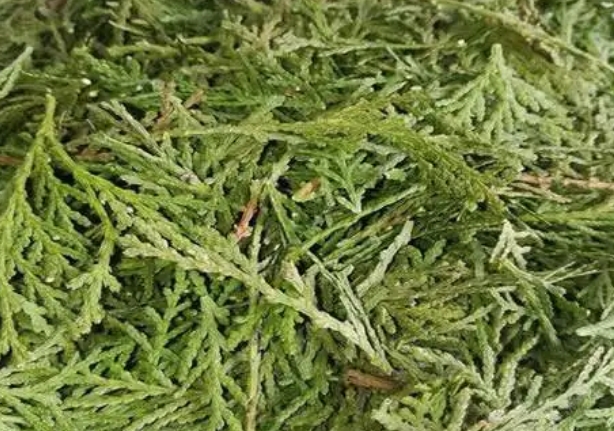 侧柏叶治疗脱发最好的使用方法