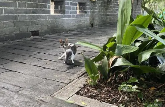 城市里的流浪猫救助者 城市里的流浪猫救助者