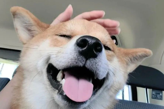 日本新晋网红柴犬出写真,每天等主人回家! 日本新晋网红柴犬出写真,每天等主人回家!