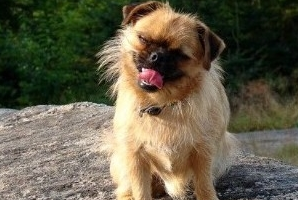 布鲁塞尔粗毛猎犬可分成红长毛犬和黑毛犬两种 布鲁塞尔粗毛猎犬可分成红长毛犬和黑毛犬两种