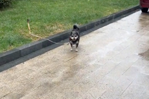 狗狗被遗弃在小区,站在路口淋了一天一夜雨,始终往一个方向望! 狗狗被遗弃在小区,站在路口淋了一天一夜雨,始终往一个方向望!