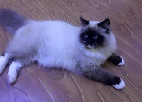 为什么东北养猫人多,东北猫有多便宜 为什么东北养猫人多,东北猫有多便宜