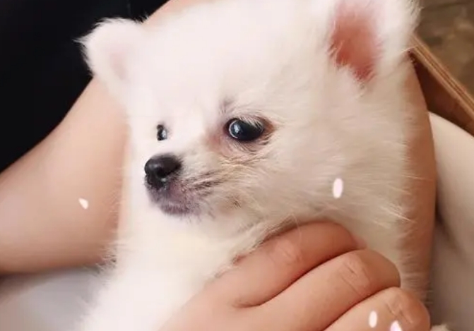 博美犬多久会忘了原来的主人 博美犬多久会忘了原来的主人