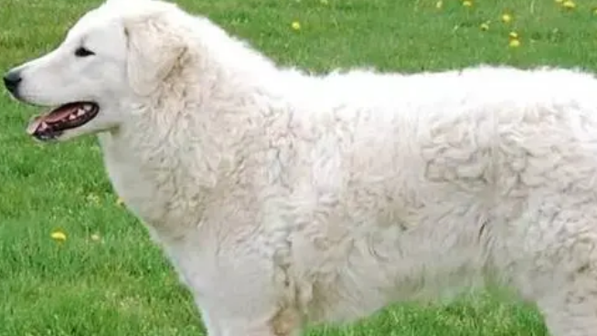 库瓦斯犬好养吗？注意该犬禁忌的食物