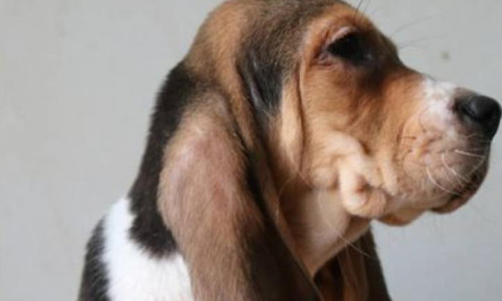 巴吉度犬适合家养吗