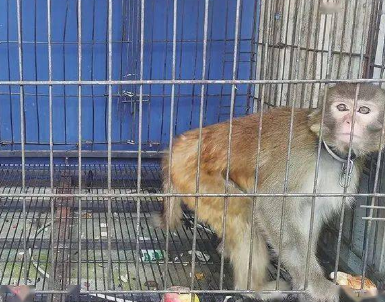 个人能不能养猴子 是国家保护动物不可私下买卖