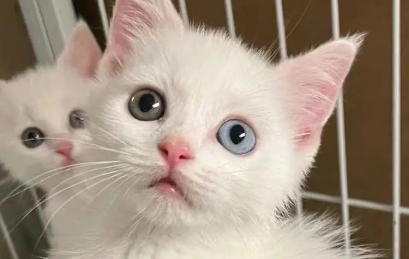 想养一只异瞳猫,异瞳猫好养吗 想养一只异瞳猫,异瞳猫好养吗