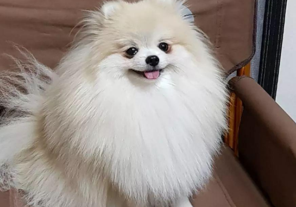 博美一般几个月猛涨身体