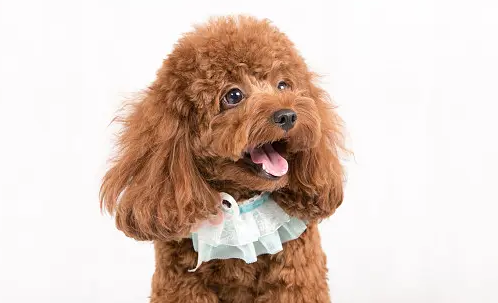 贵宾犬和泰迪的区别 贵宾犬和泰迪的区别