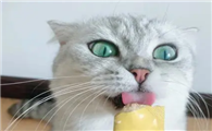 郝哧猫条价格