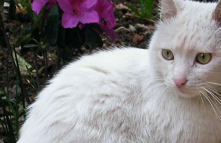 白猫教小奶猫学爬树,小奶猫紧张怕掉落,白猫的举动很暖心 白猫教小奶猫学爬树,小奶猫紧张怕掉落,白猫的举动很暖心