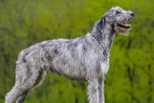 爱尔兰猎狼犬的性格：聪明稳重让人放心