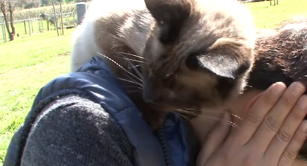 她独自收养700只流浪猫,成为所有猫咪的妈妈,值得所有人尊敬 她独自收养700只流浪猫,成为所有猫咪的妈妈,值得所有人尊敬