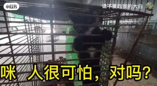 “请不要吃我的猫”:为了救猫,她成了“偷猫宰猫黑产”最怕的女人 “请不要吃我的猫”:为了救猫,她成了“偷猫宰猫黑产”最怕的女人