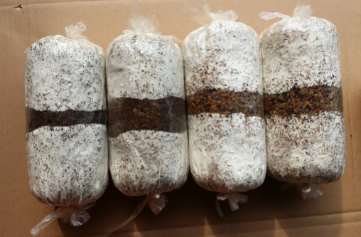 食用菌菌种在哪里购买