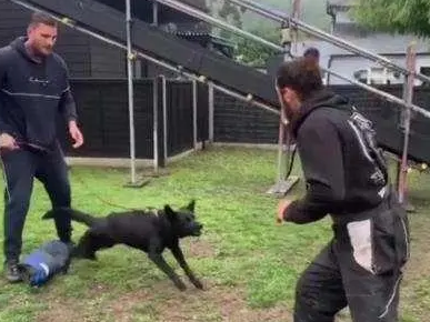 遭遇入室抢劫 阿什利-科尔花2万英镑买看家犬 遭遇入室抢劫 阿什利-科尔花2万英镑买看家犬