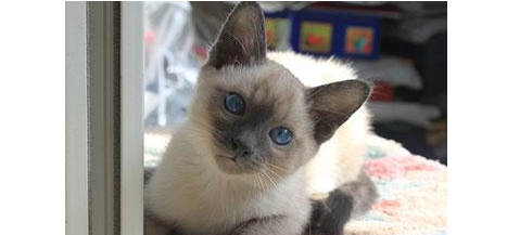 一群吃可爱长大的猫咪,铲屎官请签收这群小美丽,最后一种太萌了 一群吃可爱长大的猫咪,铲屎官请签收这群小美丽,最后一种太萌了