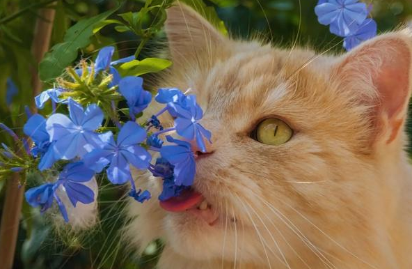 猫咪异瞳会影响视力吗，一文了解