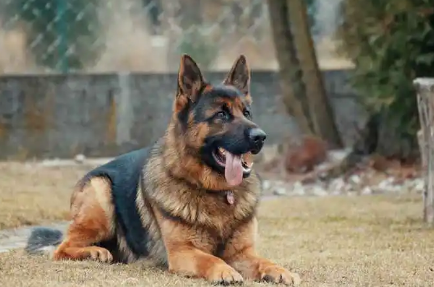 正宗德国牧羊犬多少钱