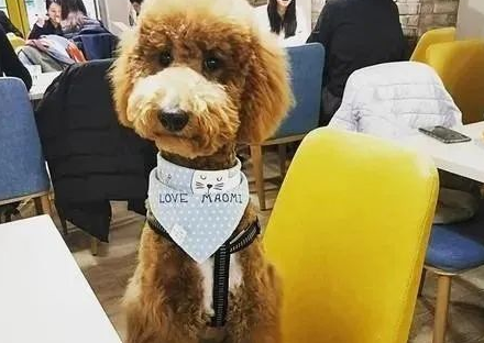 贵宾犬在便利商店被误认成是熊娃娃,网友:哪里有卖?跪求... 贵宾犬在便利商店被误认成是熊娃娃,网友:哪里有卖?跪求...