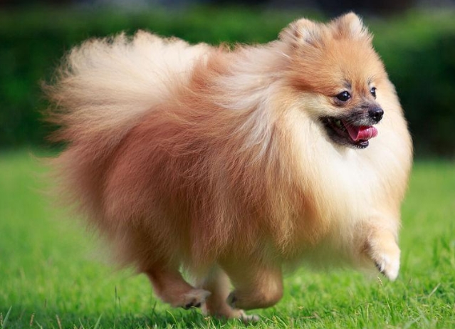 博美犬来回疯跑是干嘛 博美犬来回疯跑是干嘛