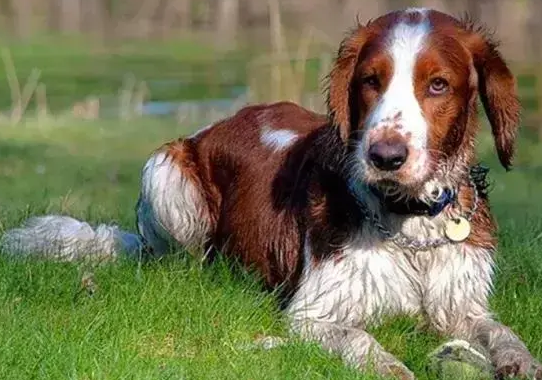 威尔士跳猎犬掉毛吗？掉毛情况严重不？