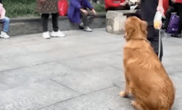 小孩被金毛犬吓哭了，家长要求主人道歉被拒！男子：狗什么也没做