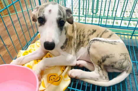 惠比特成年犬体重多少