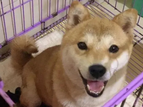 柴犬性格温顺吗 柴犬性格温顺吗