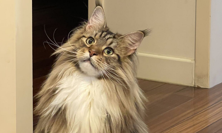 纯种挪威森林猫多少钱一只