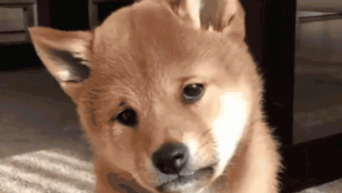 大周末主人把柴犬叫起来，没睡醒的柴犬一脸懵，委屈的表情亮了