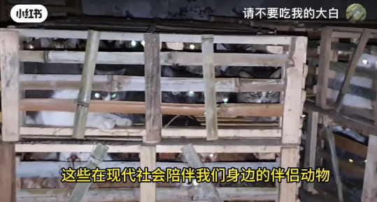 “请不要吃我的猫”:为了救猫,她成了“偷猫宰猫黑产”最怕的女人 “请不要吃我的猫”:为了救猫,她成了“偷猫宰猫黑产”最怕的女人