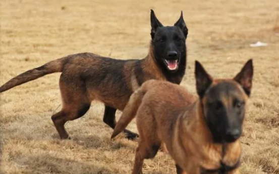怎样训练马犬视频教程全集 怎样训练马犬视频教程全集