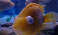 甲硝唑治疗鱼突眼
