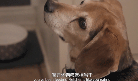 比格犬:明明有在运动,为什么瘦不下来? 比格犬:明明有在运动,为什么瘦不下来?