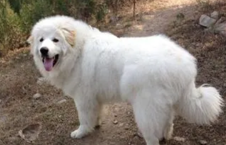 大白熊犬多久认主人