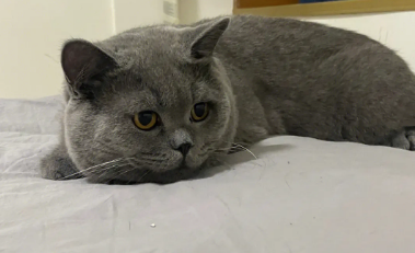 7种不常见的蓝猫品种