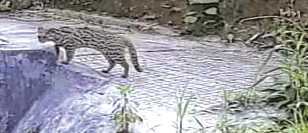 河源龙川村民家门口拍到豹猫，属国家二级保护野生动物