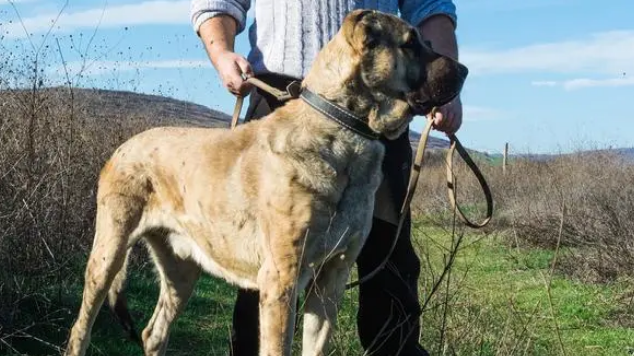 护卫犬排行榜的前十名