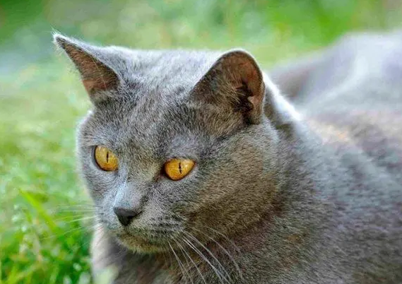 夏特尔猫多大会发腮?此处有解答 夏特尔猫多大会发腮?此处有解答