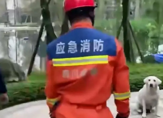拉布拉多未咬人已被主人领回，业主称咬人黑狗应该不是本小区的