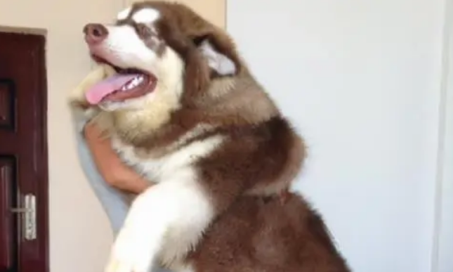 阿拉斯加是大型犬吗