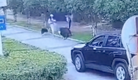 未栓绳杜宾犬对人和边牧攻击，报警后狗狗被没收