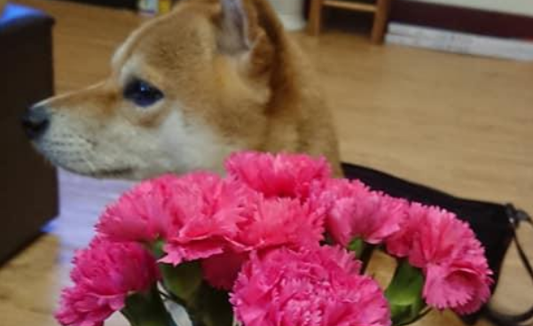 康乃馨一般多少钱