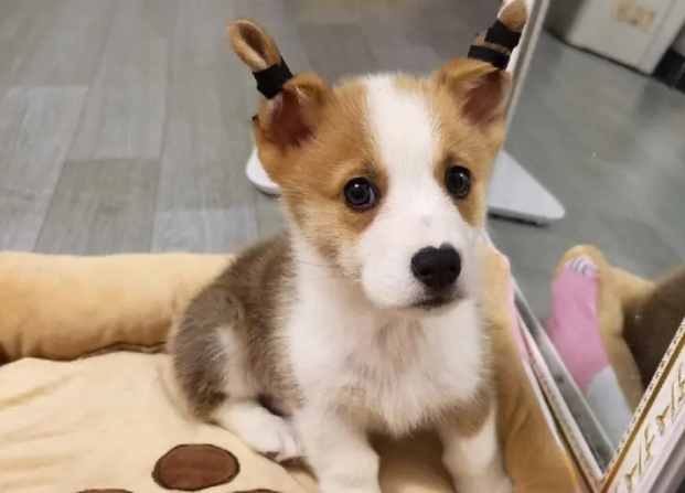 小柯基犬好养吗
