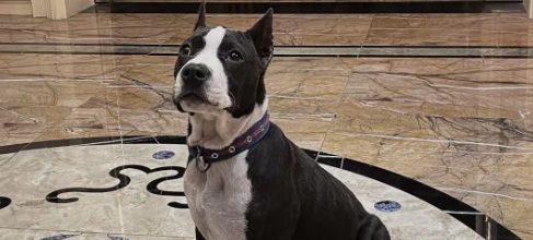 斯塔福犬寿命为什么短