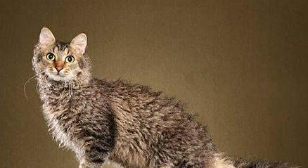 电烫卷猫为什么要绝育?来了解下吧 电烫卷猫为什么要绝育?来了解下吧